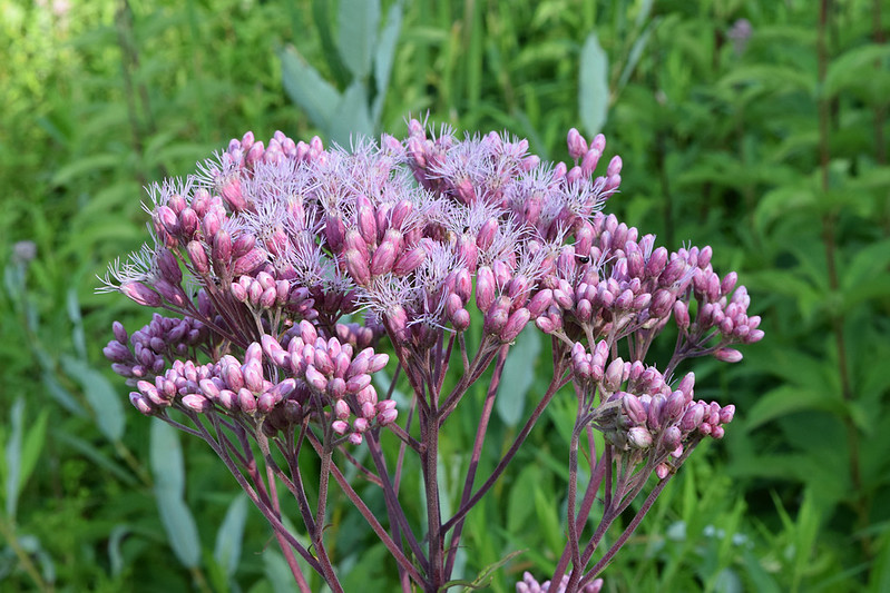 A cluster of purple, bean-like flowers.